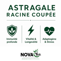 Astragale Racine Coupée
