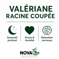 Valériane Racine Coupée