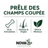 Prêle des Champs Coupée